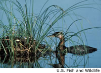 Red-necked Grebe