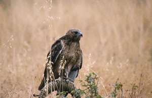 Red-tailed Hawk