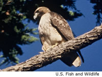 Red-tailed Hawk