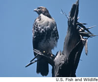Red-tailed Hawk