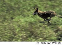 Red Wolf