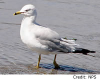 Ring-billed Gull