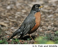 American Robin