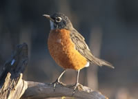 American Robin