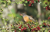 American Robin
