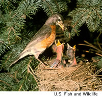 American Robin