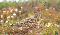 Rock Ptarmigan