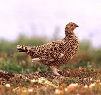 Rock Ptarmigan