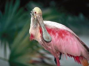 Roseate Spoonbill