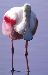 Roseate Spoonbill