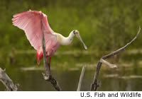 Roseate Spoonbill