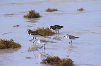 Ruddy Turnstone