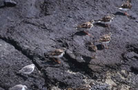 Ruddy Turnstone