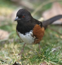 Rufous Sided Towhee