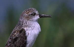 Sanderling