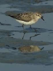 Sanderling