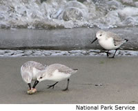 Sanderling