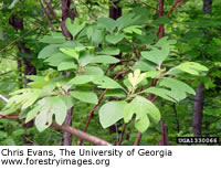 Sassafras