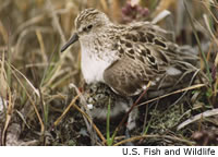 Semipalmated Sandpiper
