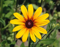 Shasta Daisy