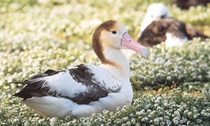Short-tailed Albatross
