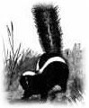 Skunk