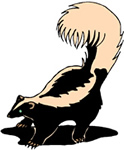 Skunk