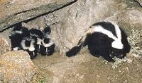 Skunks