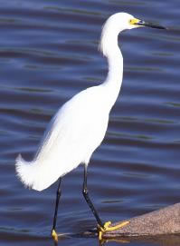Snowy Egret