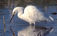 Snowy Egret