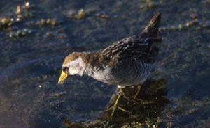 Sora