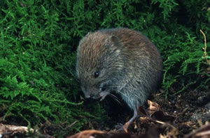 Southern Red-backed Vole