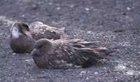 South Polar Skua