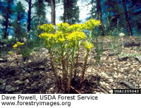 Spearleaf Stonecrop