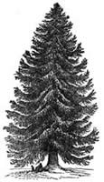 Spruce