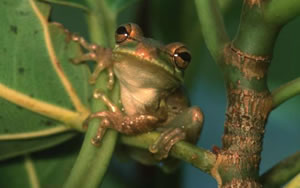 Squirrel Treefrog