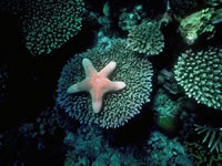 Starfish