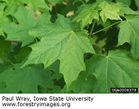 Sugar Maple