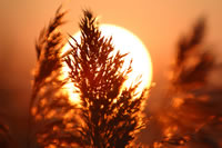 sunlight