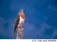 Swainson's Hawk