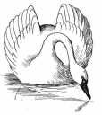 Swan