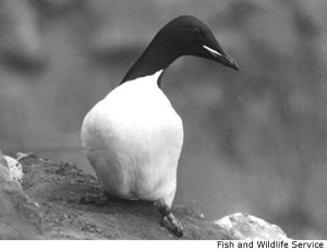 Thick-billed Murre