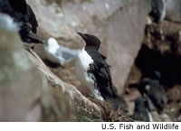 Thick-billed Murre