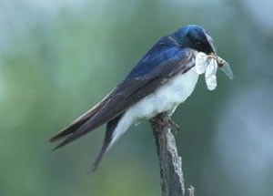 Tree Swallow