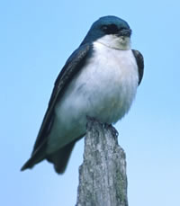 Tree Swallow