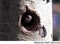 Tree Swallow