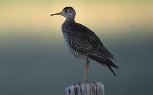 Upland Sandpiper