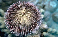 Urchin