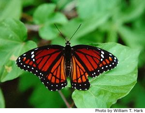 Viceroy Butterfly