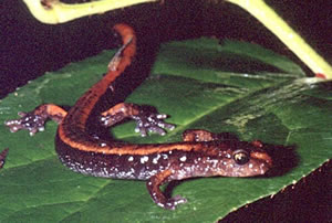 Western Redbacked Salamander